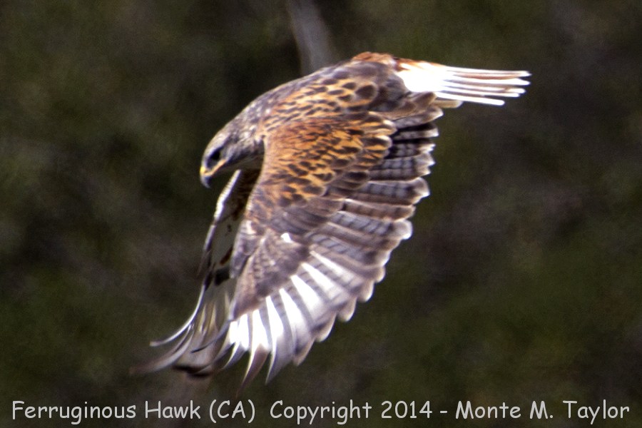 Ferruginous Hawk -winter- (California)