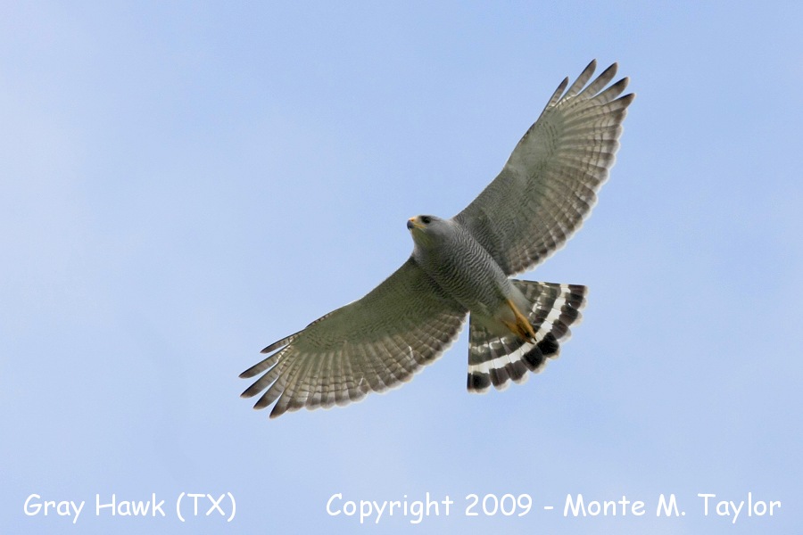 Gray Hawk -spring- (Texas)