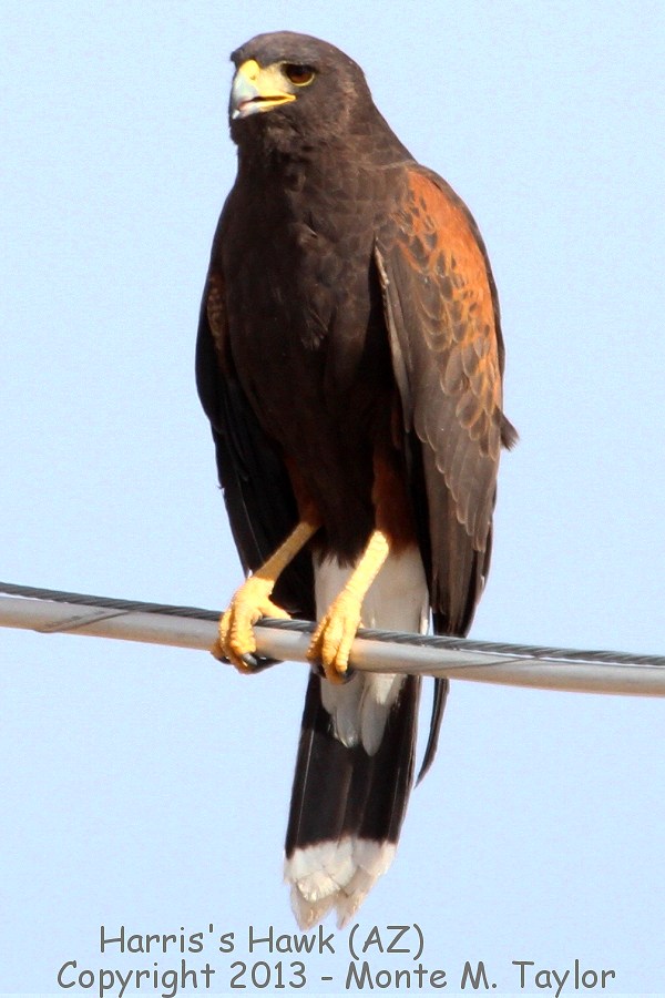 Harris's Hawk -winter adult- (Arizona)