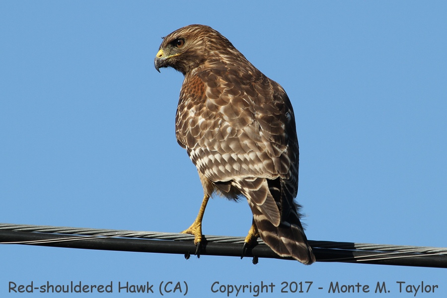Red-shouldered Hawk -fall 1st year- (California)