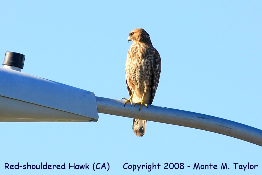 Red-shouldered Hawk -spring juvenile- (California)