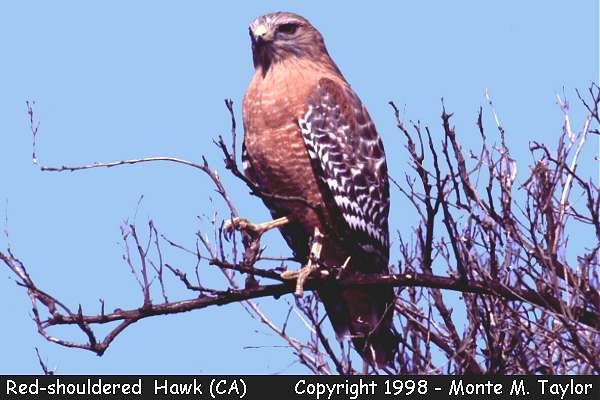 Red-shouldered Hawk -winter- (California)