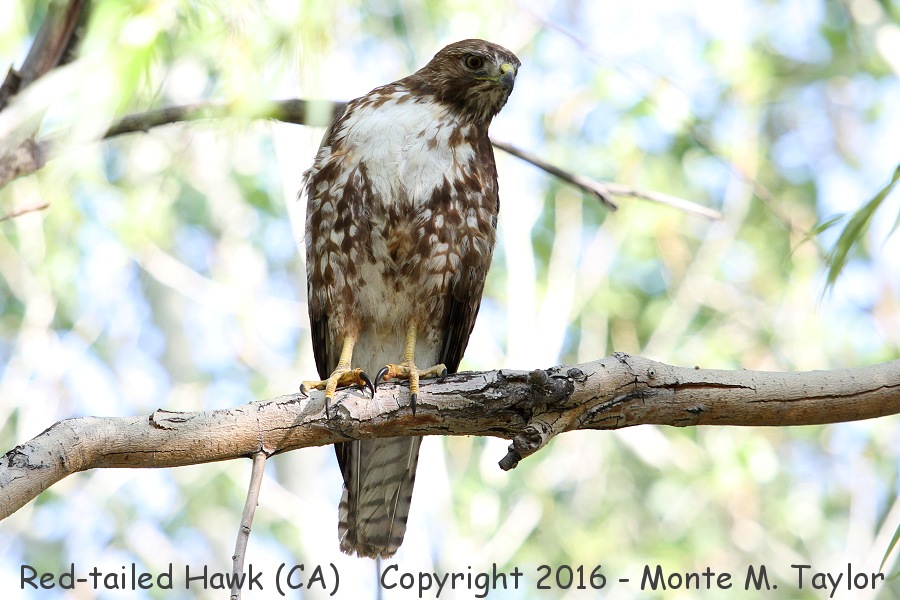 Red-tailed Hawk -spring 1st year- (California)