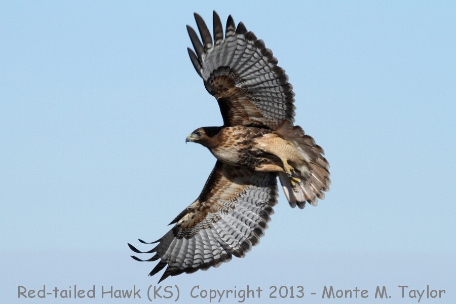 Red-tailed Hawk -winter- (Kansas)
