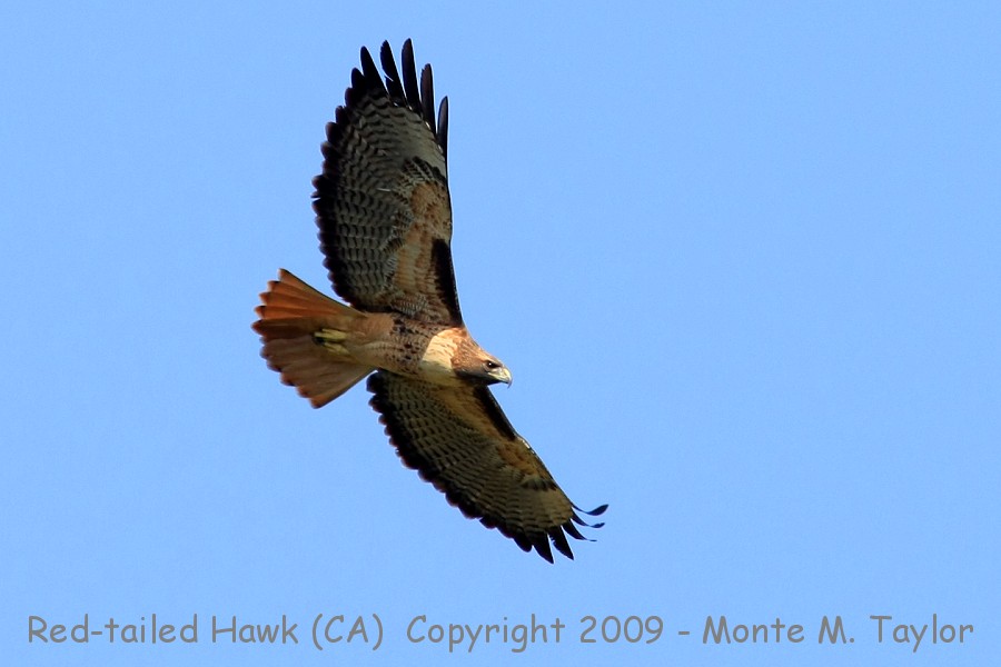 Red-tailed Hawk -fall- (California)