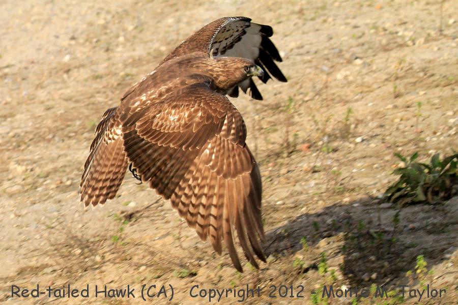 Red-tailed Hawk -winter juvenile- (California)