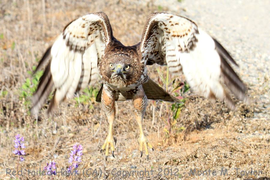 Red-tailed Hawk -winter juvenile- (California)