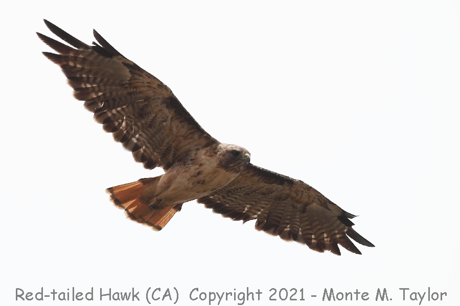 Red-tailed Hawk -summer- (California)