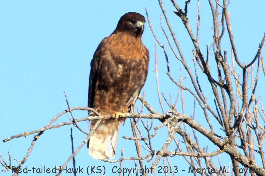 Red-tailed Hawk -winter- (Kansas)