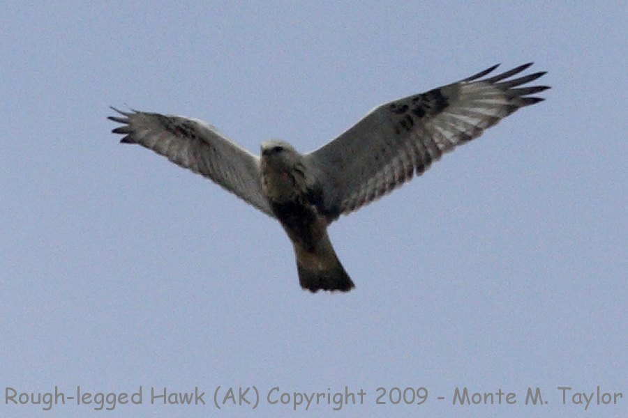 Rough-legged Hawk -fall- (Gambell, St. Lawrence Island, Alaska)