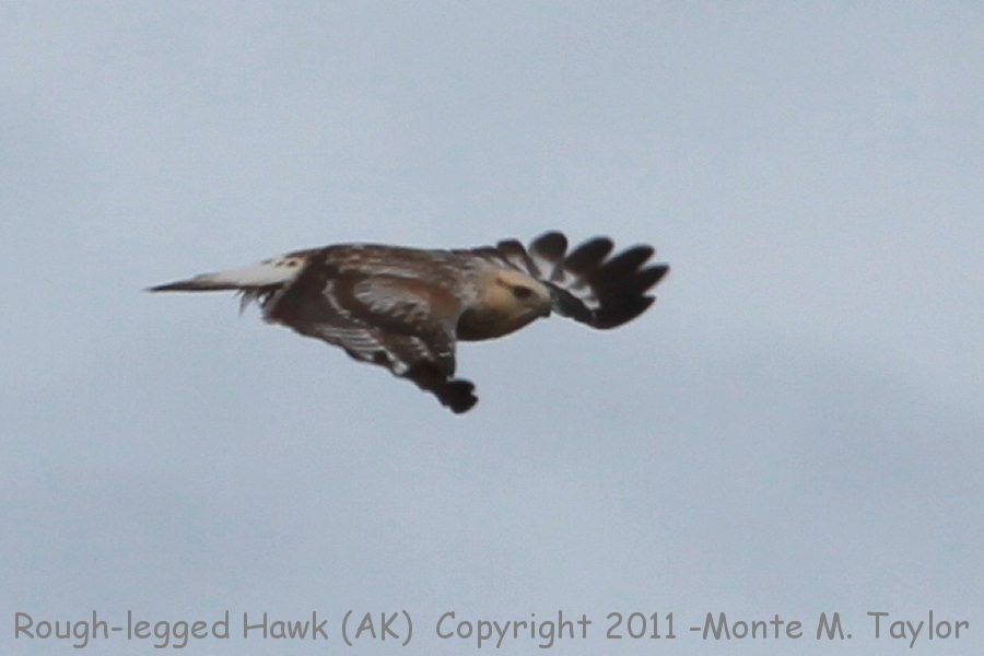 Rough-legged Hawk -fall- (Gambell, St. Lawrence Island, Alaska)