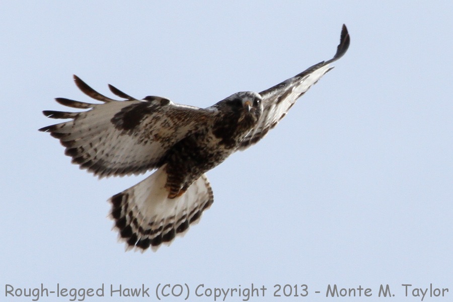 Rough-legged Hawk -spring- (Colorado)