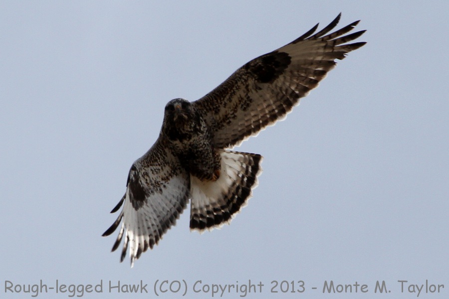 Rough-legged Hawk -spring- (Colorado)