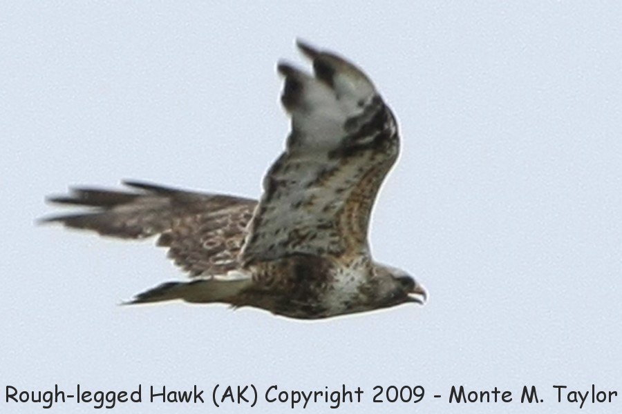 Rough-legged Hawk -summer- (Nome, Alaska)
