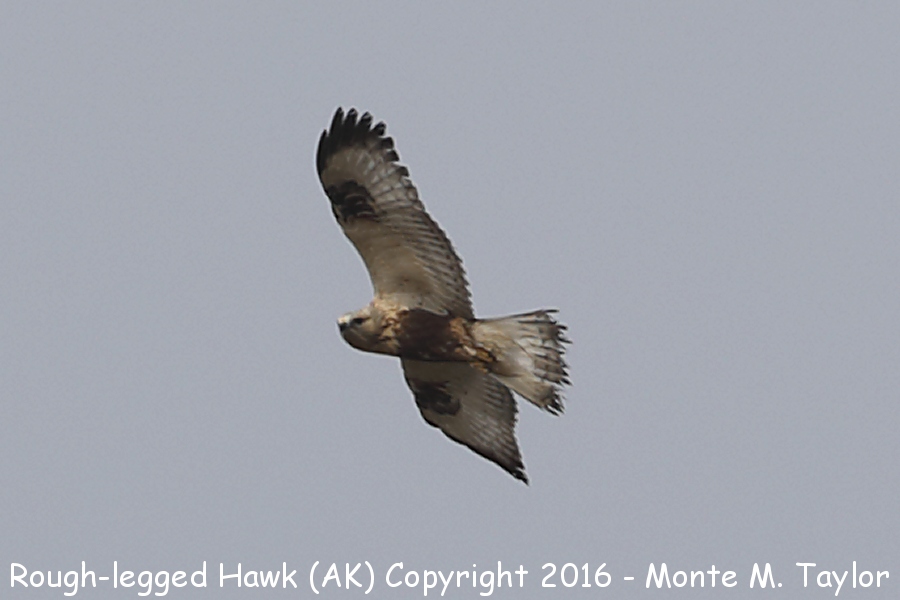 Rough-legged Hawk -summer- (Gambell, St. Lawrence Island, Alaska)