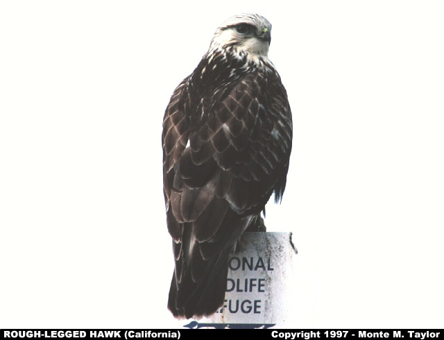 Rough-legged Hawk -winter- (California)