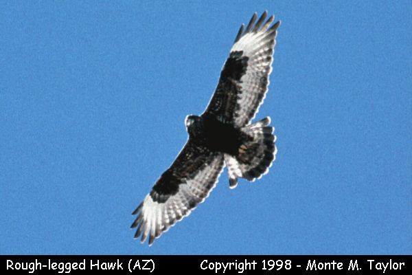 Rough-legged Hawk -dark phase / winter- (Arizona)