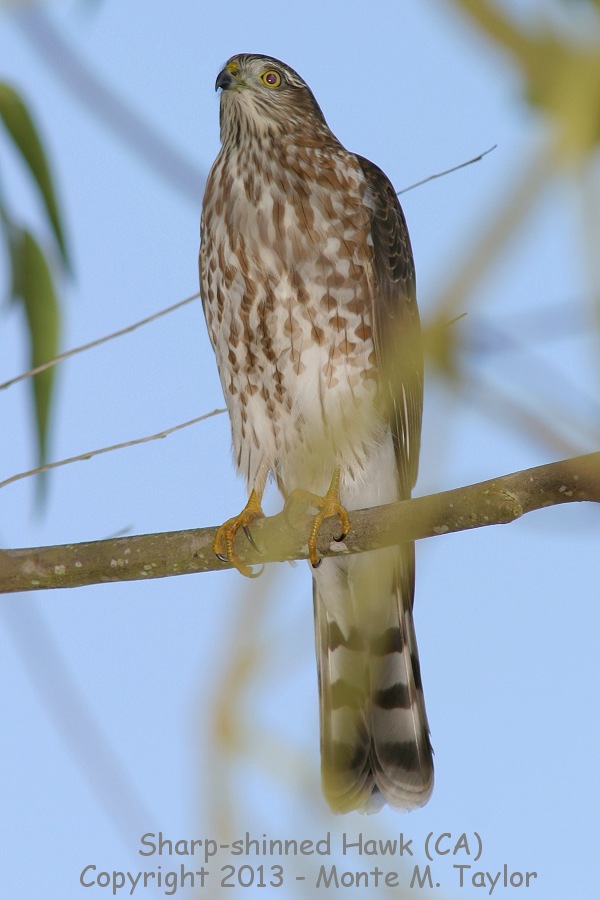 Sharp-shinned Hawk -fall juvenile- (California)