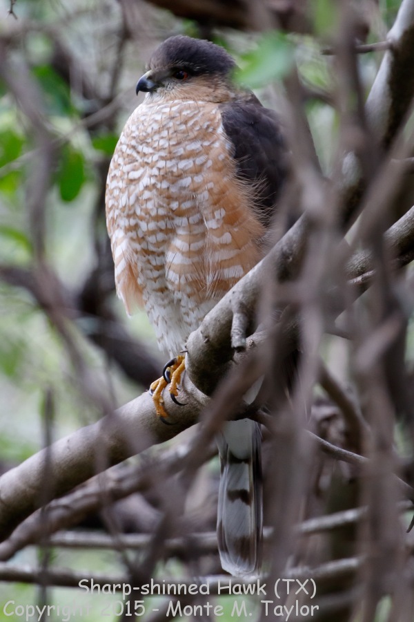 Sharp-shinned Hawk -winter adult- (Texas)