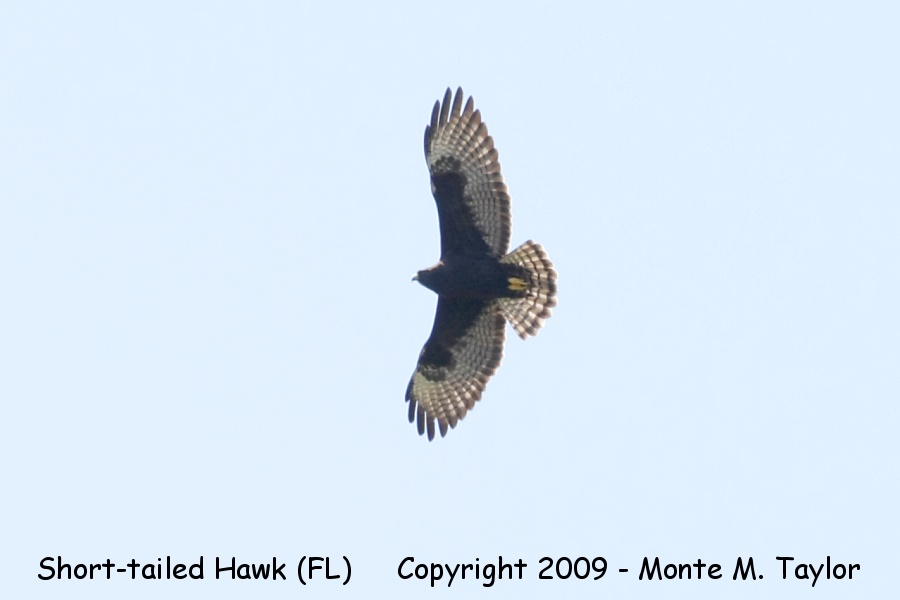 Short-tailed Hawk -winter dark phase- (Everglades National Park, Florida)