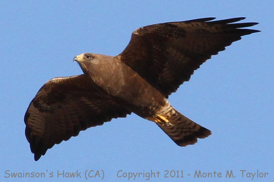 Swainson's Hawk -1st year dark phase / spring- (California)