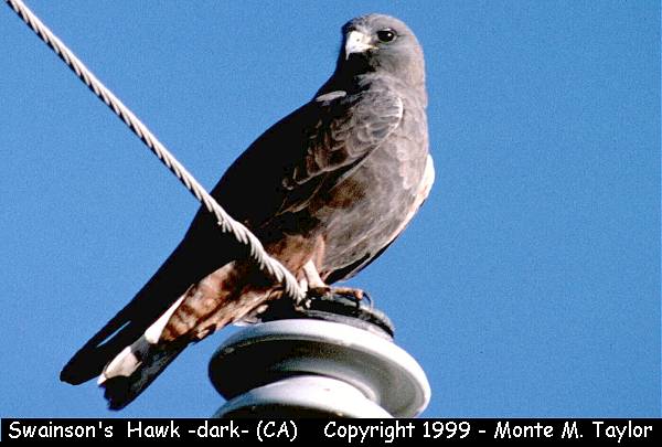 Swainson's Hawk -dark phase- (California)