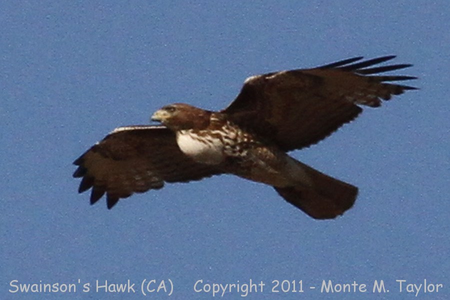 Swainson's Hawk -1st year / spring w/full crop- (California)