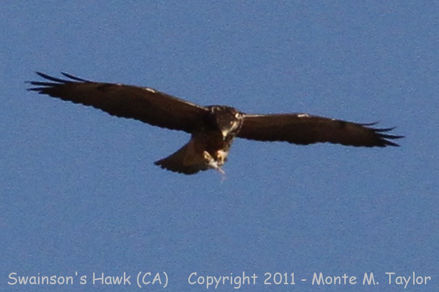 Swainson's Hawk -1st year / spring w/mouse- (California)
