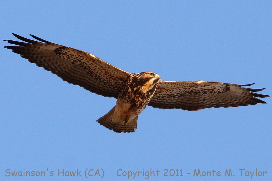 Swainson's Hawk -1st year / spring- (California)