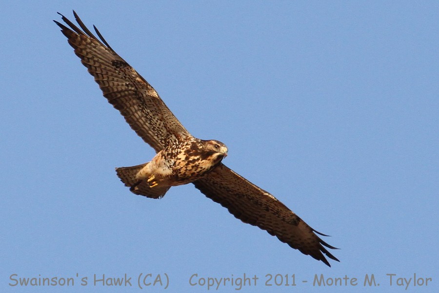Swainson's Hawk -1st year_dark-morph / spring- (California)