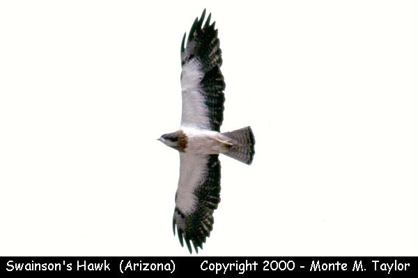 Swainson's Hawk -spring- (Arizona)