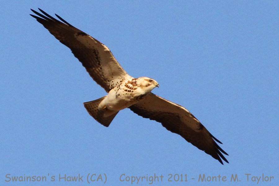 Swainson's Hawk -1st year / spring- (California)