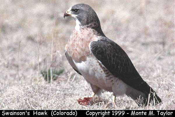 Swainson's Hawk -summer- (Colorado)