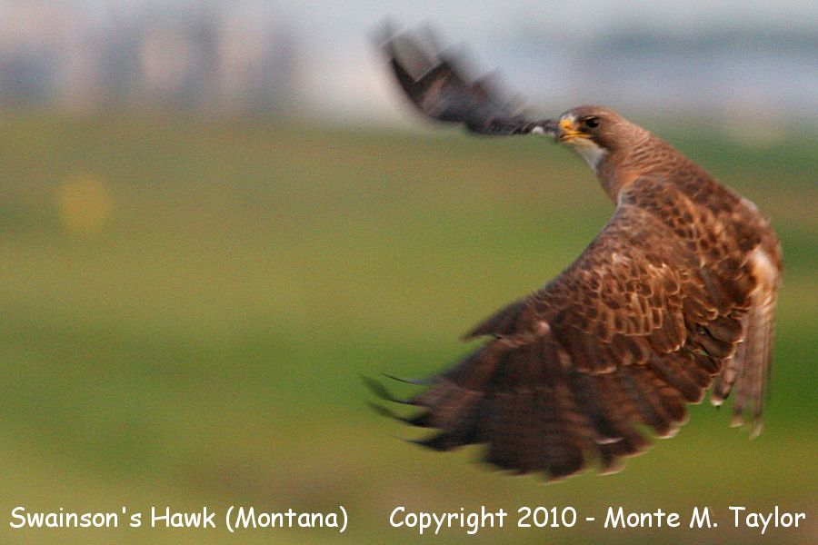 Swainson's Hawk -summer- (Montana)