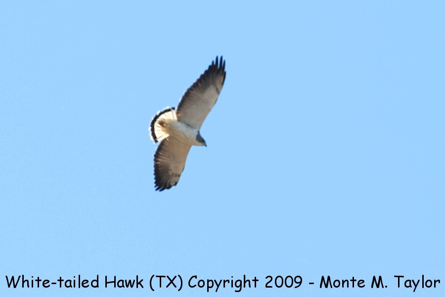 White-tailed Hawk -winter adult- (Texas)