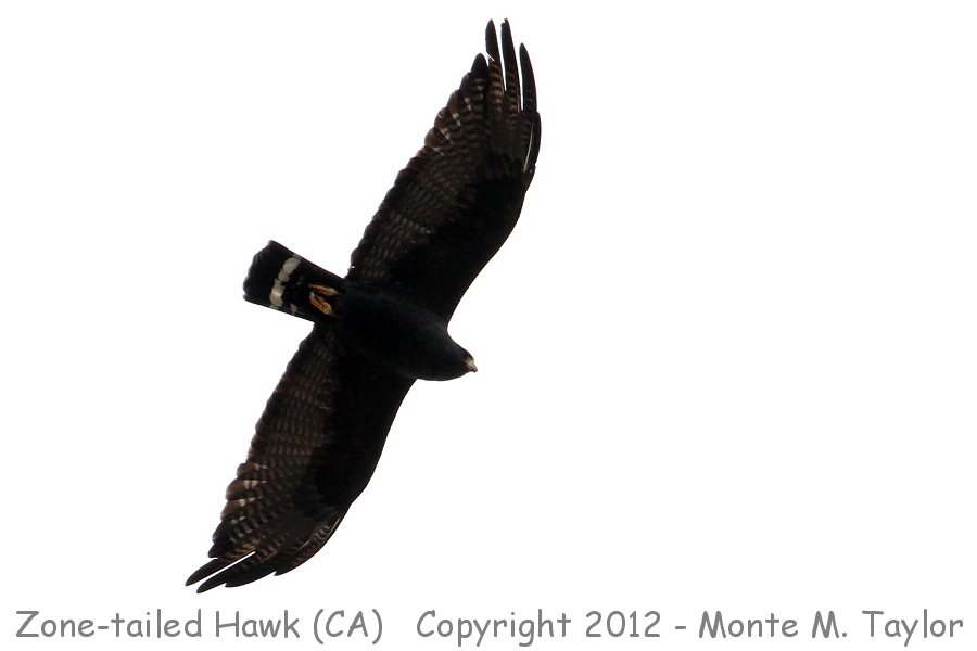 Zone-tailed Hawk -fall- (Lake Forest, California)