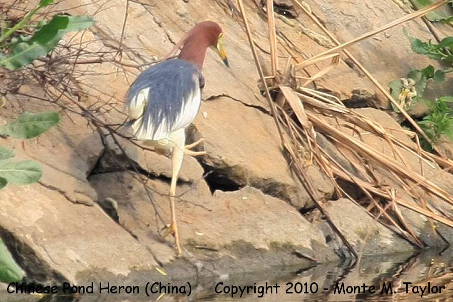 Chinese Pond Heron -spring- (Tianjin, China)