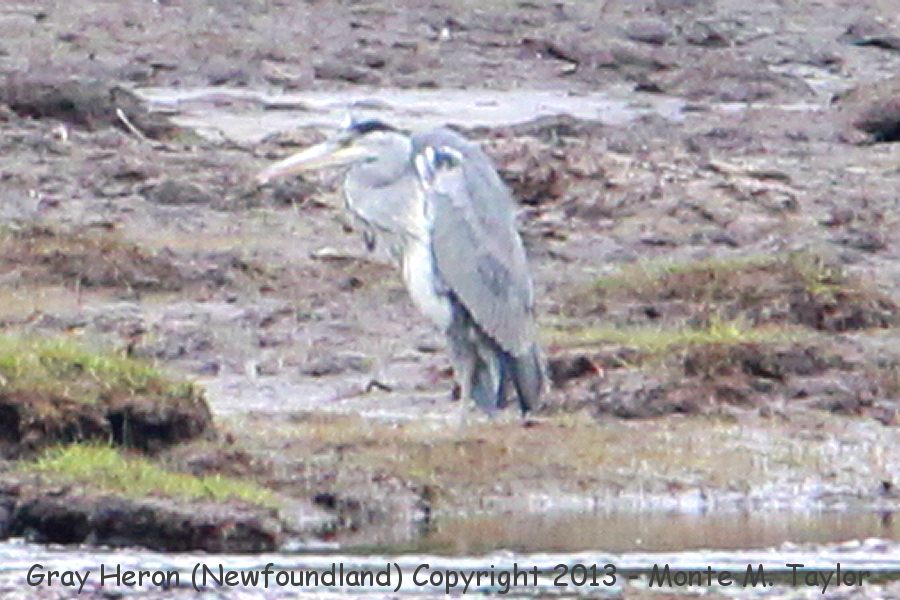 Gray Heron -20130607- (Caplin Cove near Clarenville, Newfoundland, Canada)
