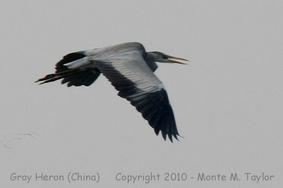 Gray Heron -spring- (Qilihai Preserve, Tianjin, China)