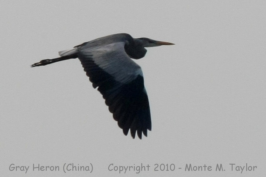 Gray Heron -spring- (Qilihai Preserve, Tianjin, China)