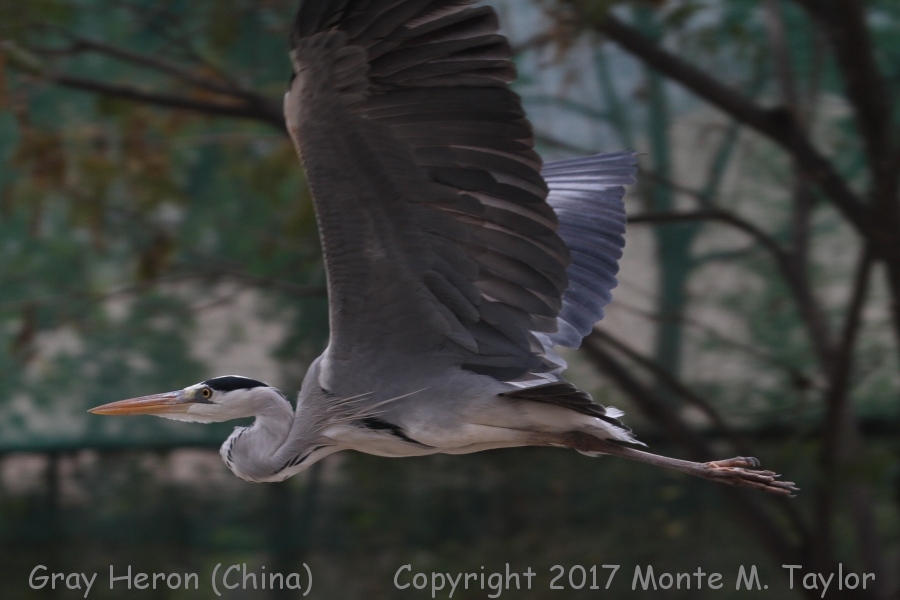 Gray Heron -winter- (China)