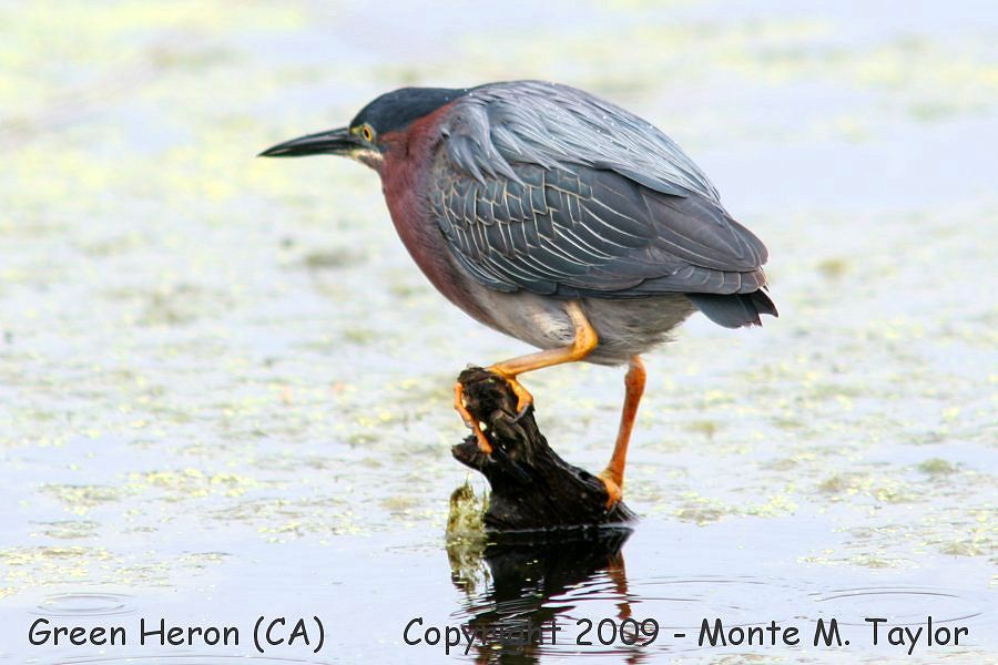 Green Heron -summer- (California) formerly Green-backed Heron