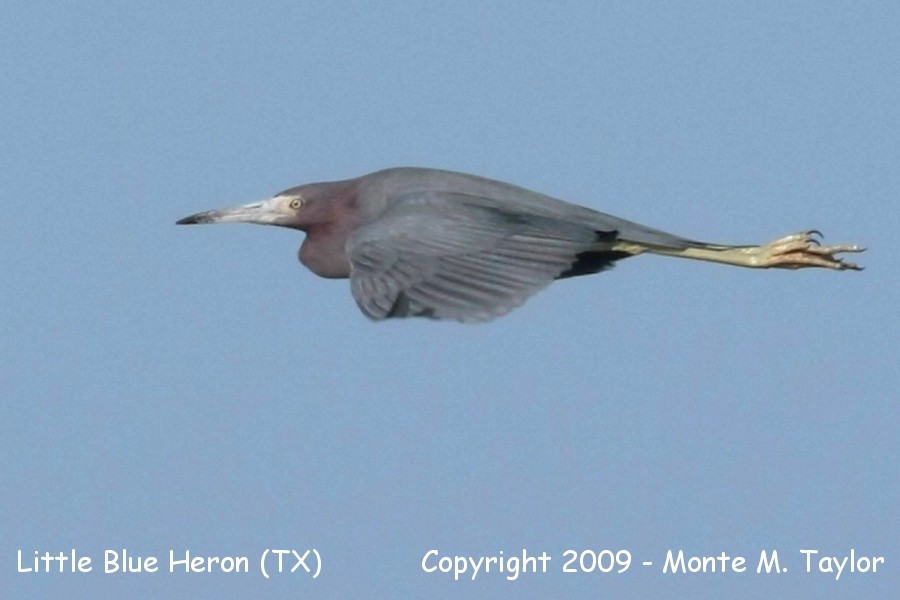 Little Blue Heron -winter adult- (Texas)