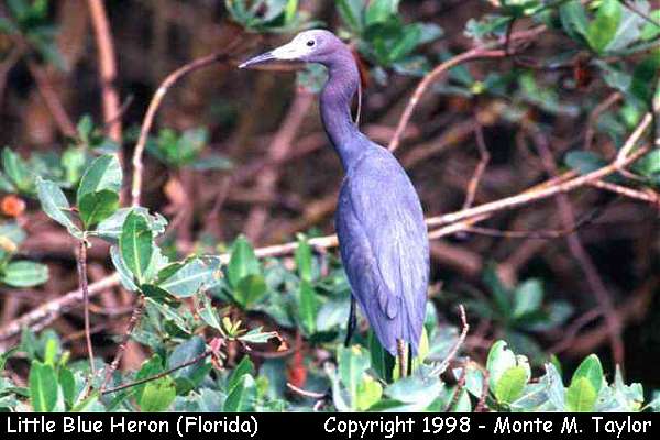 Little Blue Heron -spring adult- (Florida)