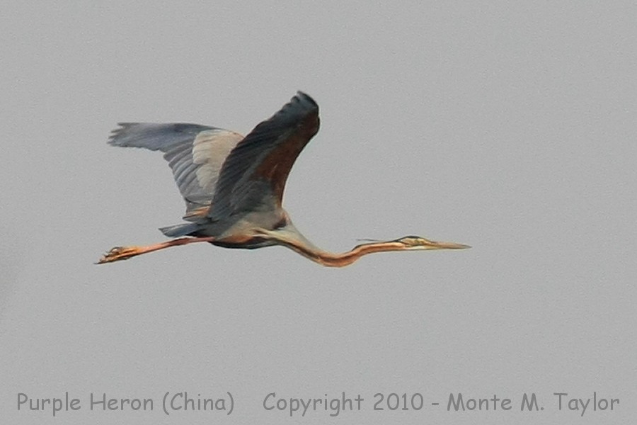 Purple Heron -spring- (Qilihai Preserve, Tianjin, China)