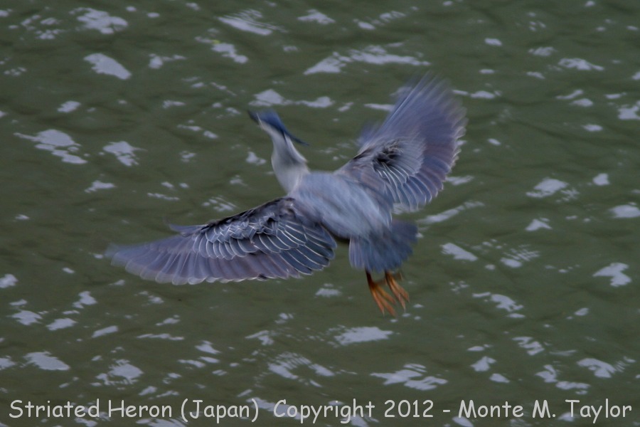 Striated Heron -spring- (Japan)