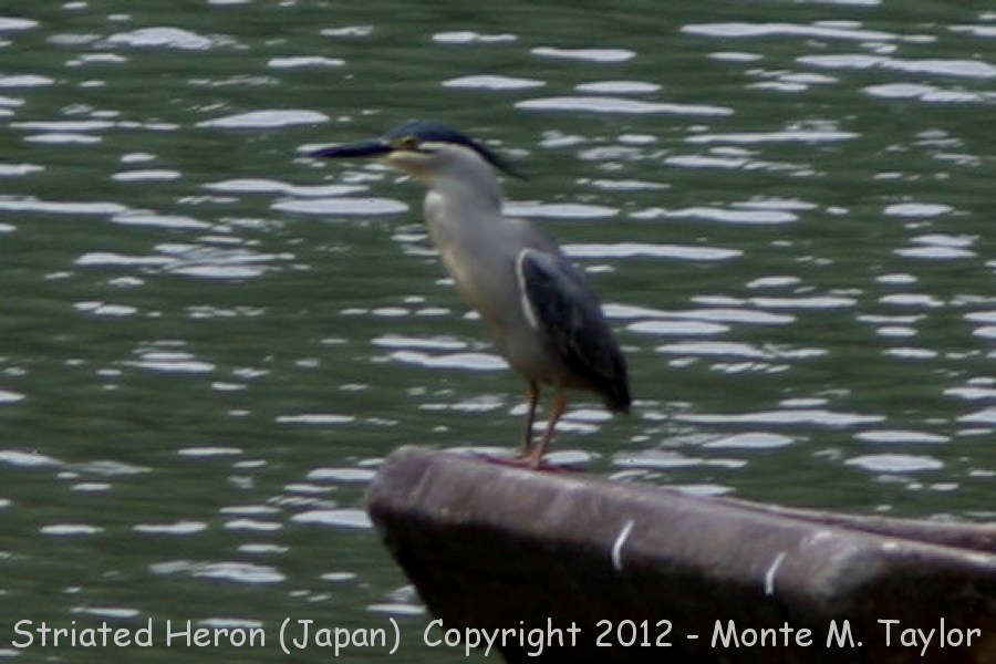 Striated Heron -spring- (Japan)