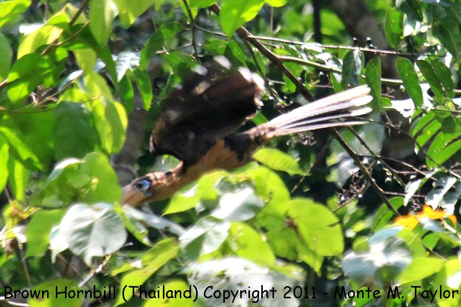 Brown Hornbill -winter- (Kaeng Krachan National Park, Petchaburi, Thailand)