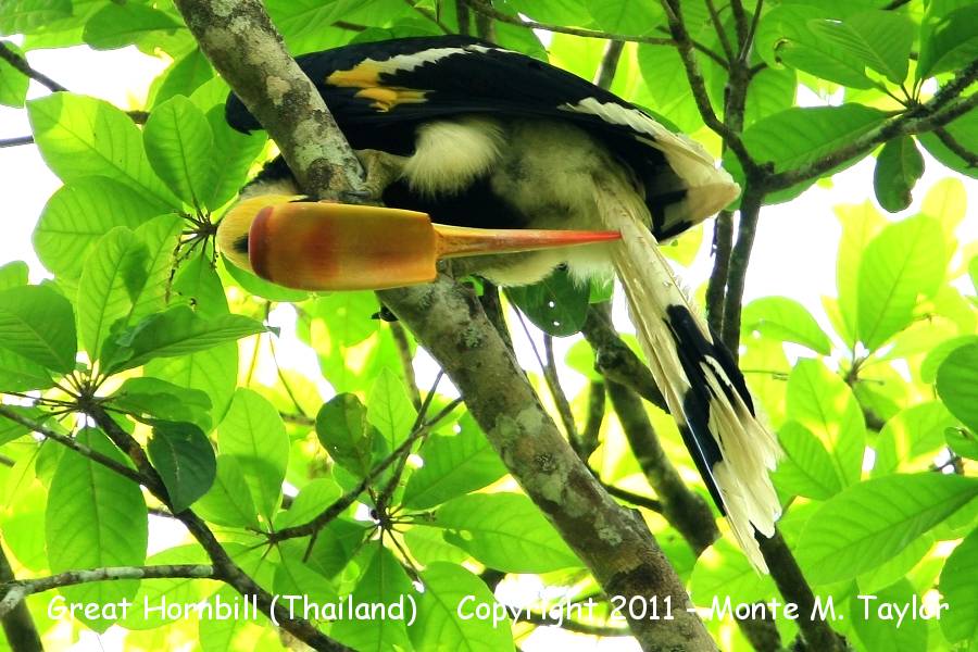 Great Hornbill -winter- (Kaeng Krachan National Park, Petchaburi, Thailand)