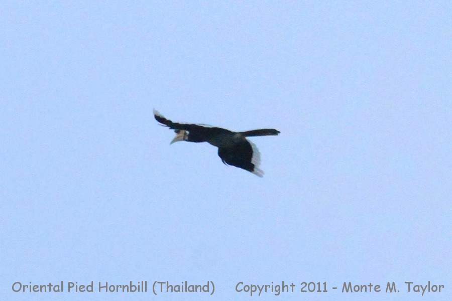 Oriental Pied Hornbill -winter- (Kaeng Krachan National Park, Petchaburi, Thailand)